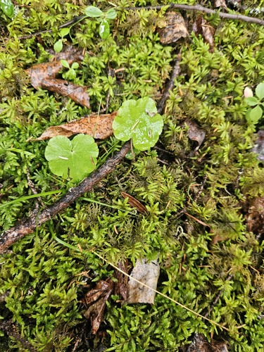 naked bishop's cap