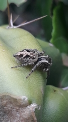 Aphirape misionensis