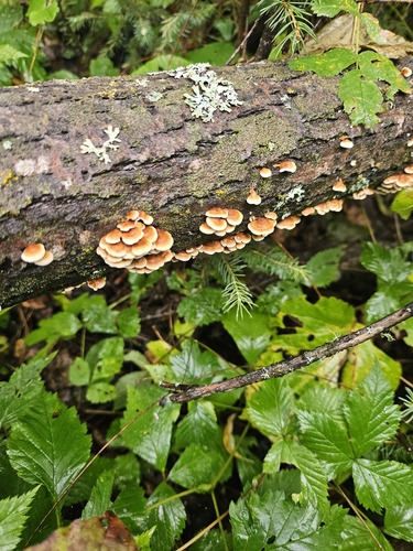 crimped gill