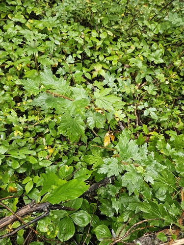 swamp currant