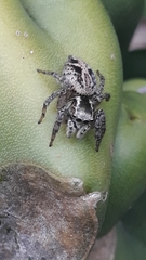 Aphirape misionensis