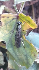Merosargus