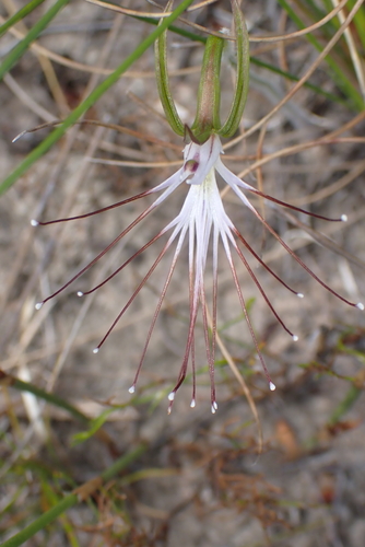 Club Spider Orchid (Holothrix etheliae)