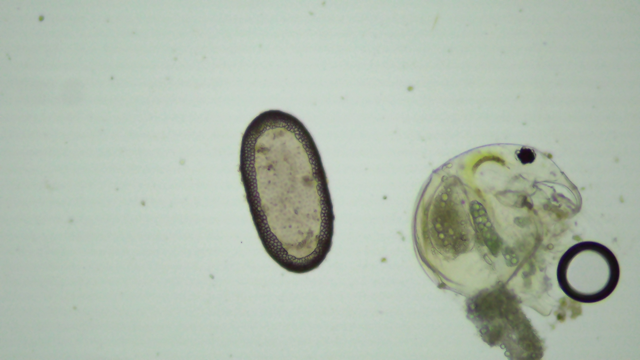 Plumatella casmiana Oka, 1907