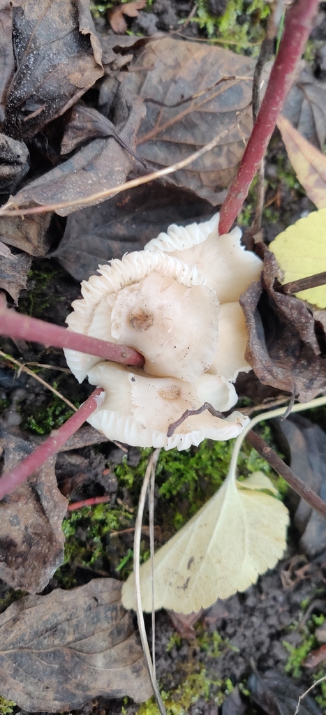 Cuphophyllus virgineus · November 2025 · photo: © jokerrr83 (iNaturalist, cc-by)