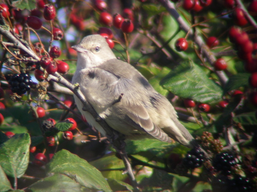 Curruca gavilana (Curruca nisoria)
