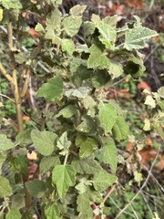 Malacothamnus palmeri, photograph author not stated, no rights reserved
