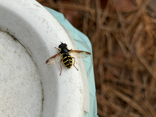 Unknown species found near S Old Middletown Rd, Media, PA, US