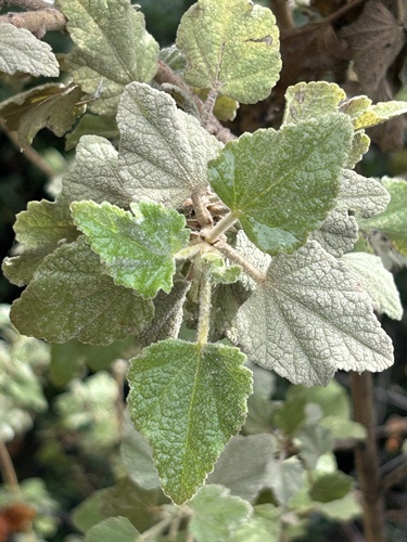 Malacothamnus palmeri, photograph 5