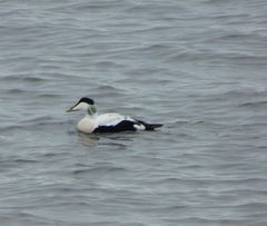 Somateria mollissima