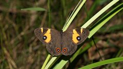 Tisiphone abeona albifascia