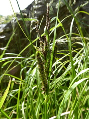 Carex secta