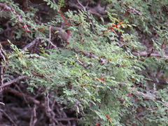 Vachellia pacensis