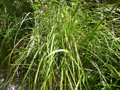 Carex secta