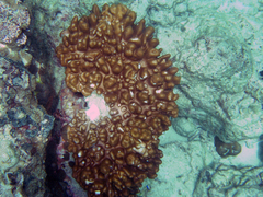 Cladiella