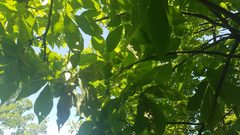 Phylloxera caryaegummosa