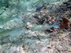 Crenimugil crenilabis