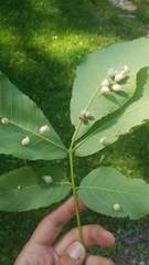 Phylloxera caryaegummosa