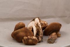 Tylopilus badiceps