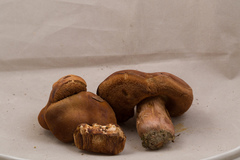 Tylopilus badiceps