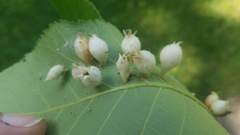 Phylloxera caryaegummosa