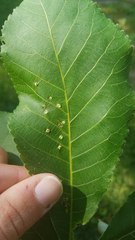 Phylloxera caryaegummosa