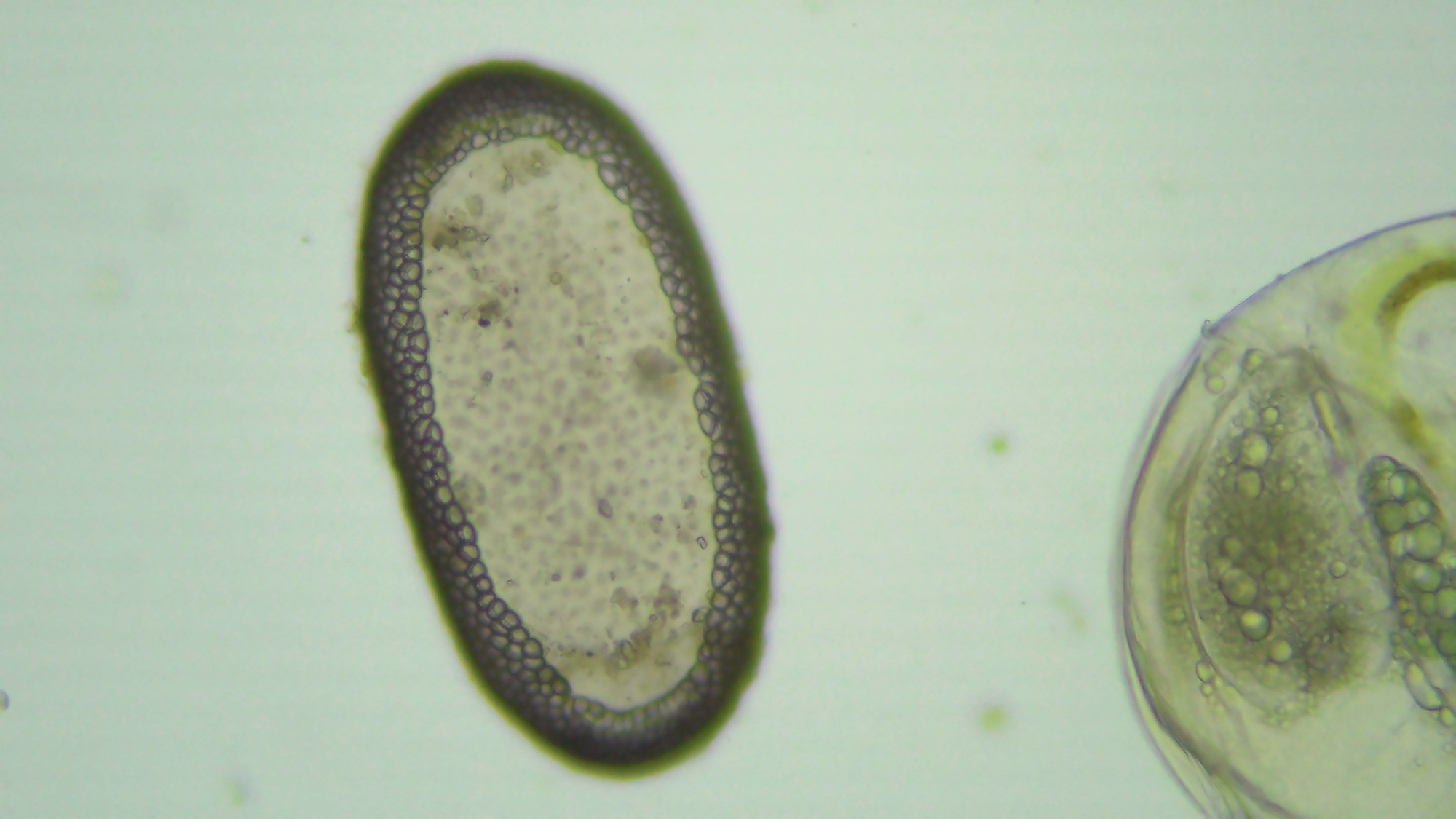 Plumatella casmiana Oka, 1907