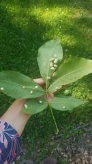 Phylloxera caryaegummosa