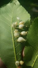 Phylloxera caryaegummosa