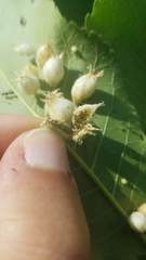 Phylloxera caryaegummosa