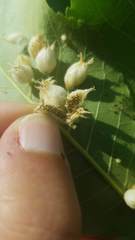 Phylloxera caryaegummosa