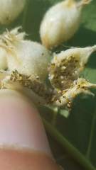 Phylloxera caryaegummosa