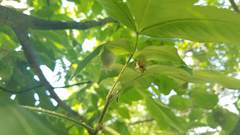 Phylloxera caryaegummosa