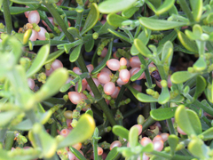 Phoradendron brachystachyum