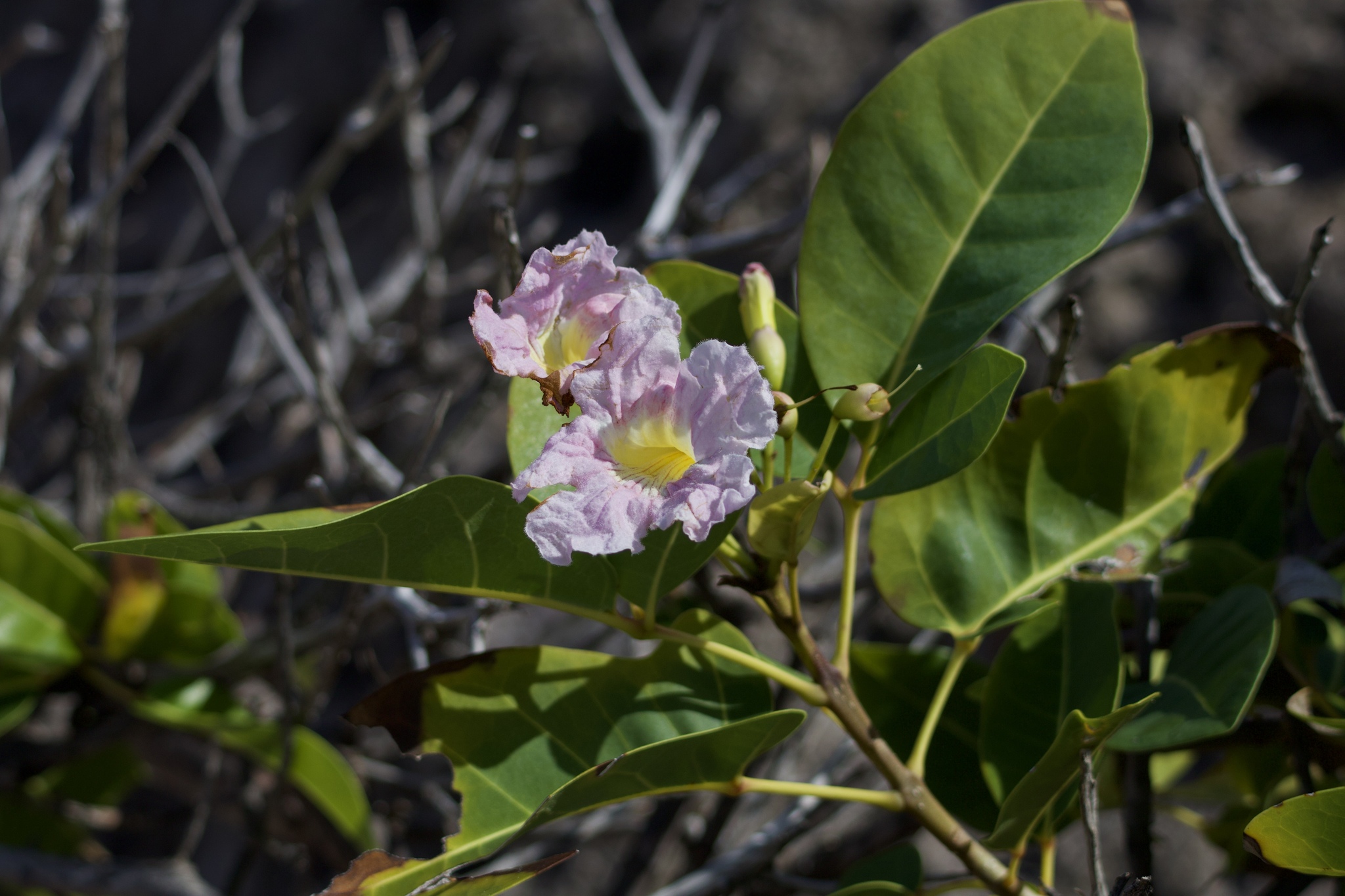 Cuban Pink Trumpet (Tabebuia pallida)