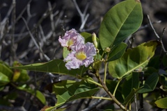 Tabebuia pallida
