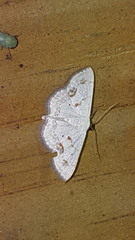 Scopula lautaria