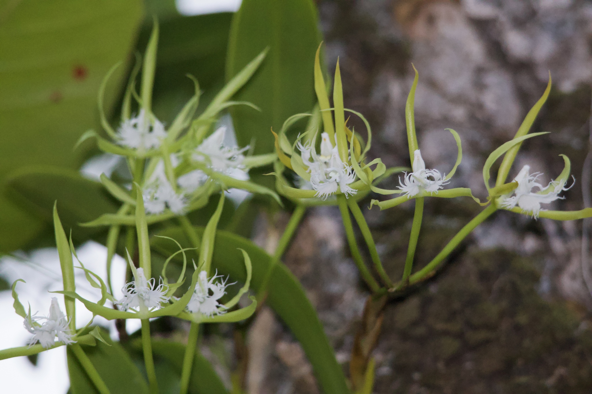 Fringed Star Orchid (Epidendrum ciliare)