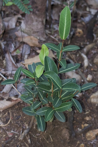 Lathberry (Eugenia cordata)