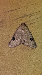 Abablemma brimleyana