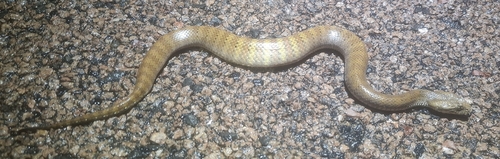 Rough-scaled Death Adder sighting