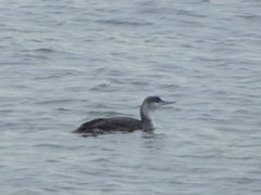 Gavia stellata