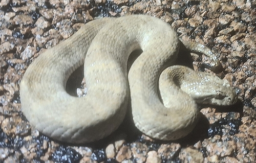 Rough-scaled Death Adder sighting
