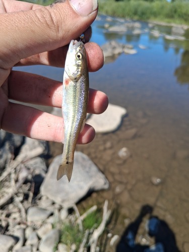 Creek Chub