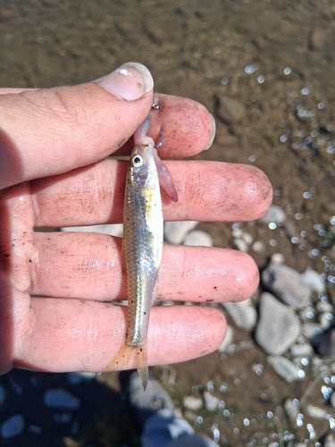 Plains Sand Shiner
