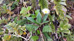 Celmisia verbascifolia