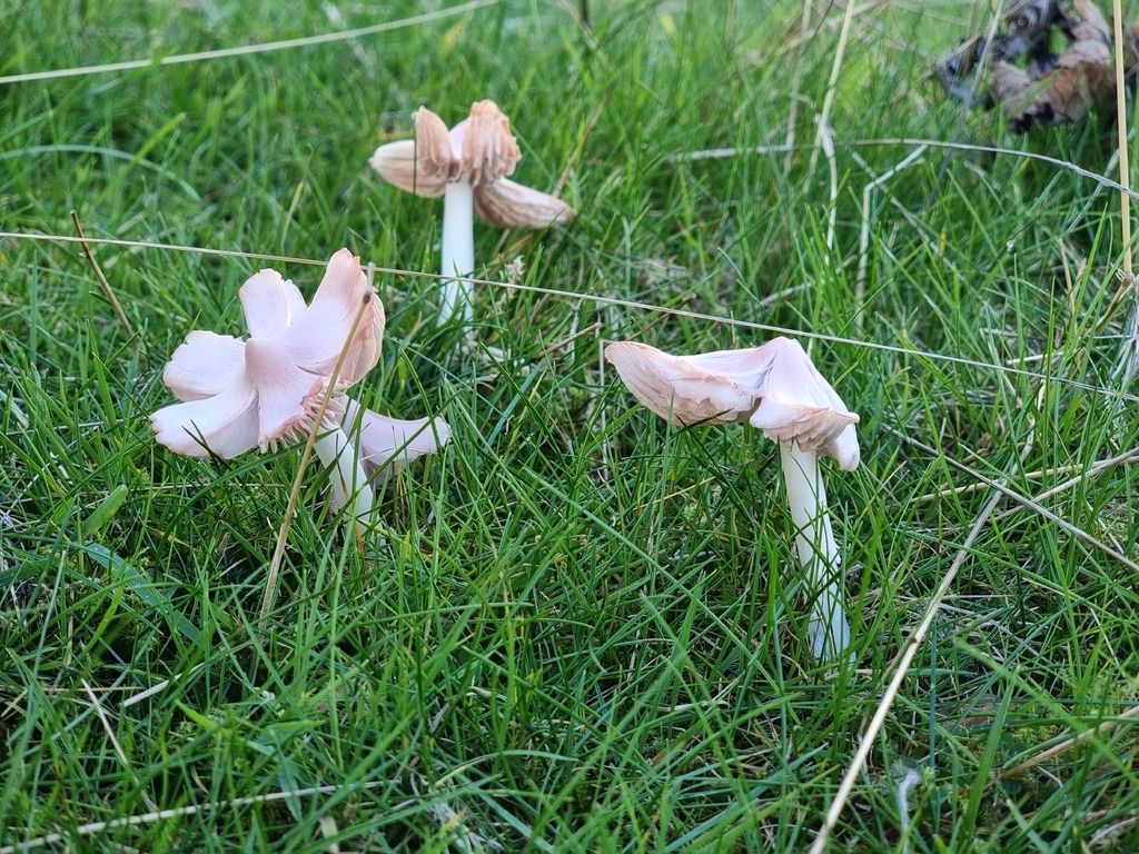 Porpolomopsis calyptriformis · November 2025 · photo: © james_ferns_etc (iNaturalist, cc-by-nc)