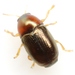 Bronze Leaf Beetle - Photo (c) Mike Quinn, Austin, TX, some rights reserved (CC BY-NC), uploaded by Mike Quinn, Austin, TX