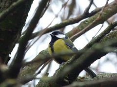 Parus major
