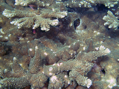 Acropora abrotanoides